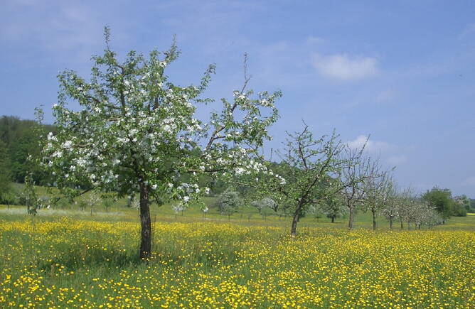 Zoom: obstsammlung.jpg